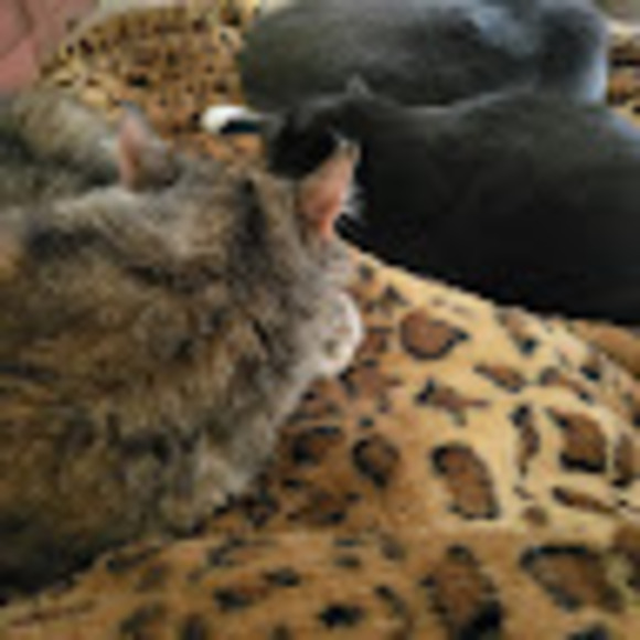 catloverdonnas